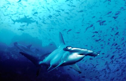 Hammerhead shark in Cocos Island, Costa Rica