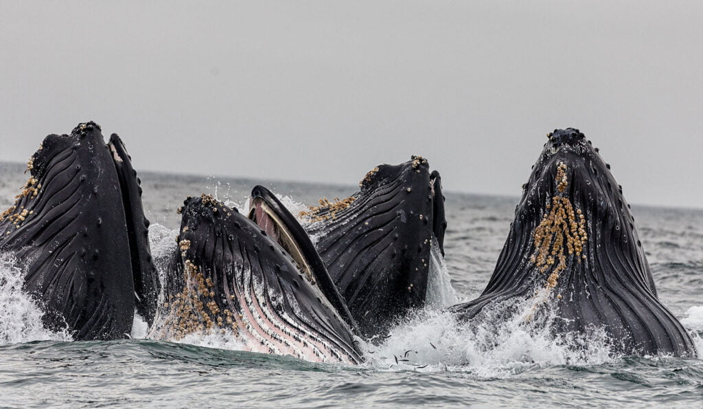 Humpback-whales-reach-Costa-Rica-shores