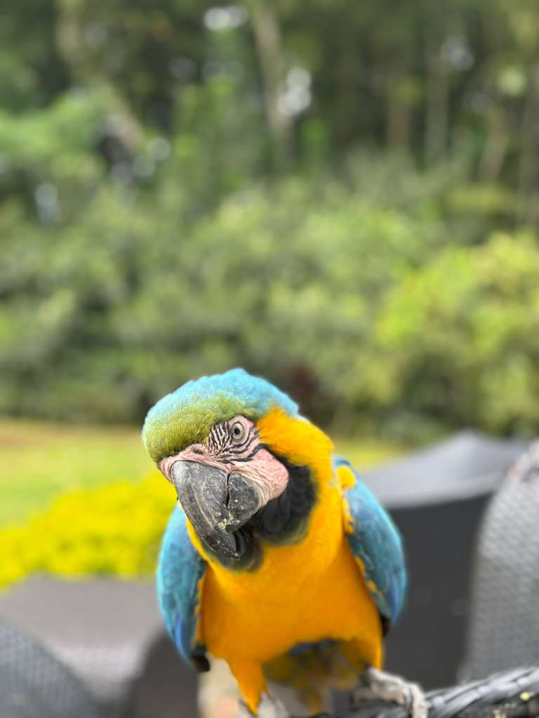 Casa-de-las-Guacamayas1