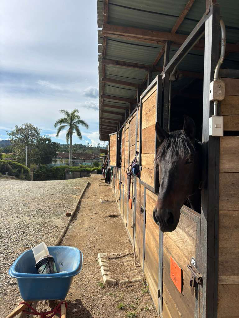 Horse at a countryside stable in Colombia’s eastern highlands near Medellín, reflecting the region’s deep equestrian culture.