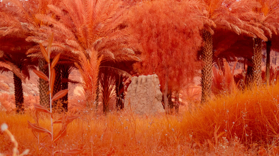 The Holy Wadi, Ayman Zedani, Arduna, 2025