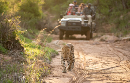 Safari by day, musical theatre by night at Spotlight: South Africa.