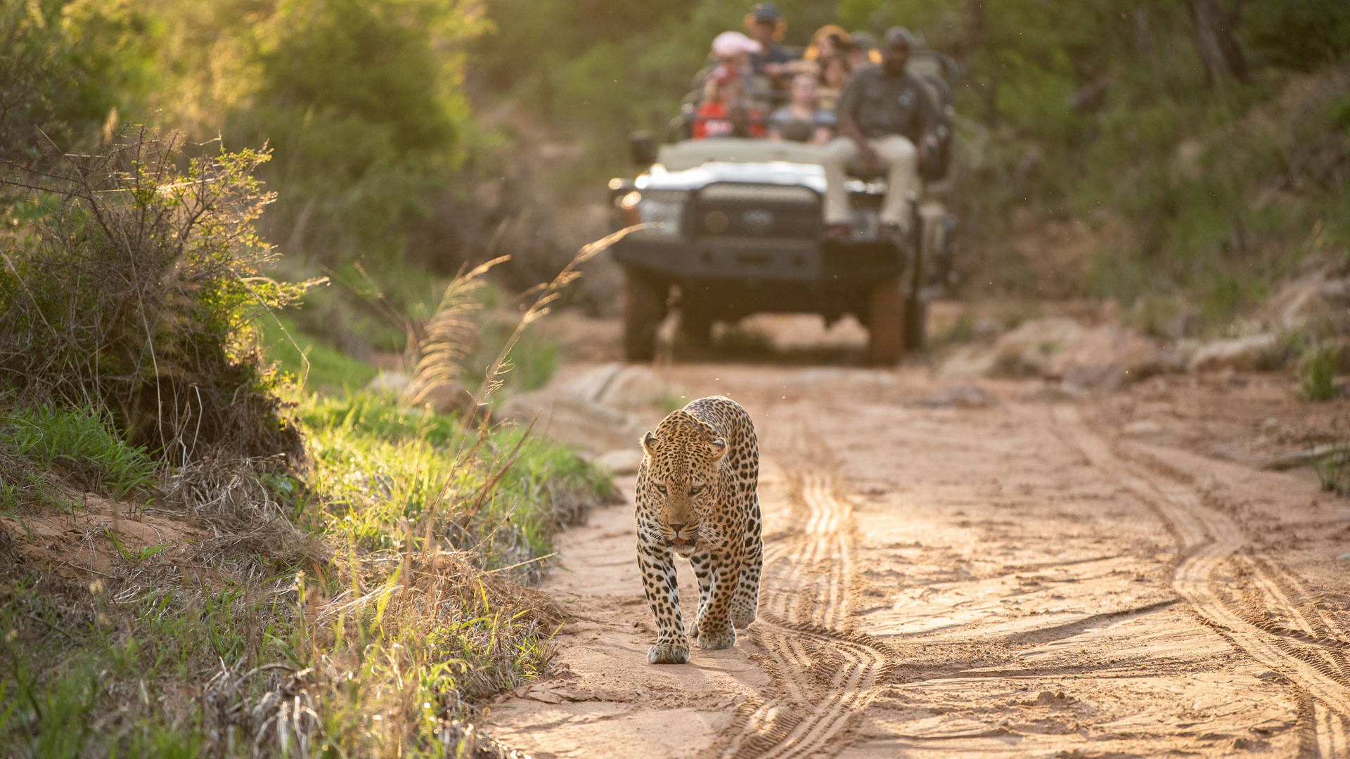 Safari by day, musical theatre by night at Spotlight: South Africa.