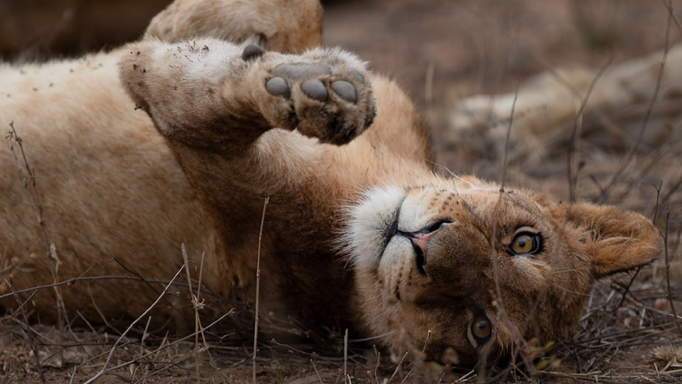 Safari-Experience3