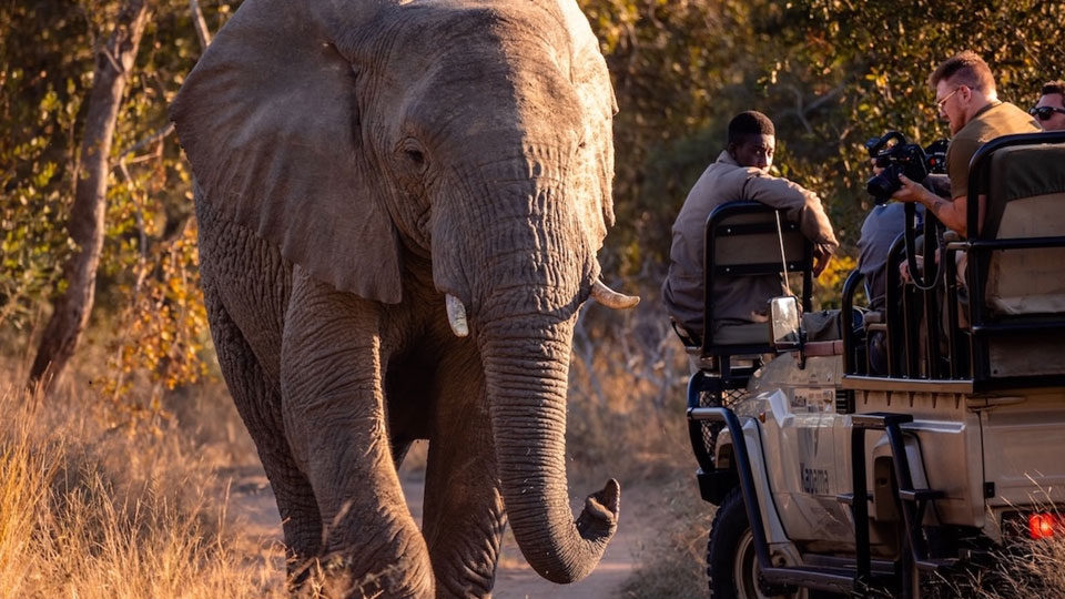 Safari-Experience5