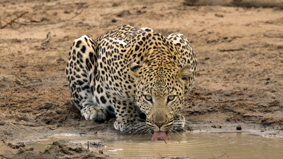 Safari-Experience7