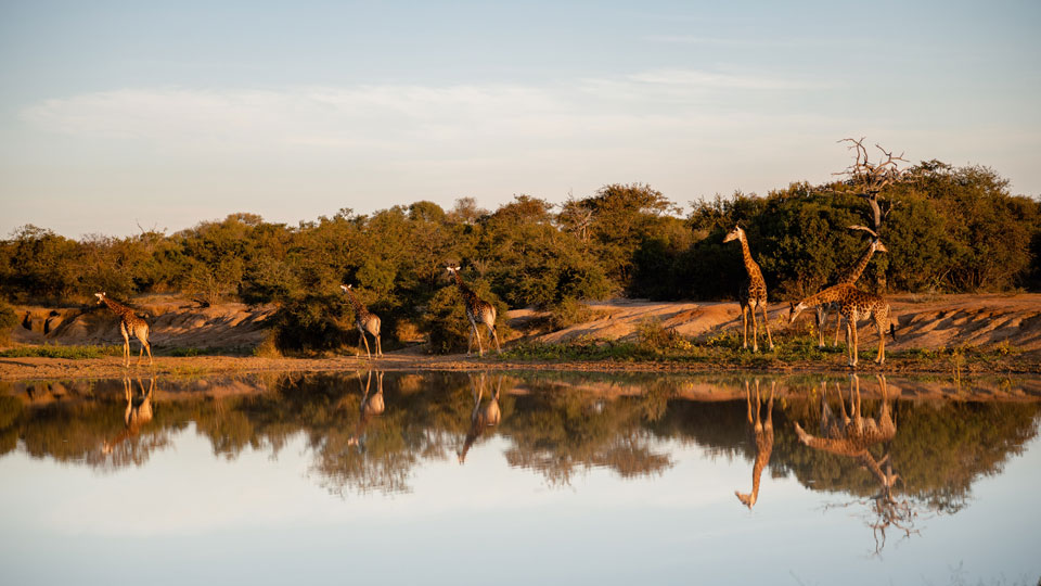 Safari-Experience8