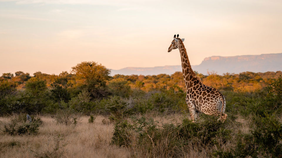 Safari-Experience9